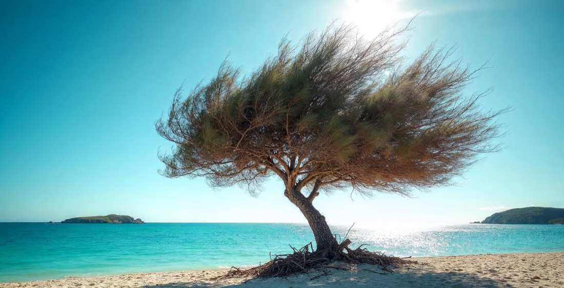 Divi-divi tree on Eagle Beach, Aruba.