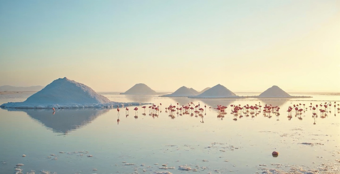 Salt pans with flamingos, Bonaire